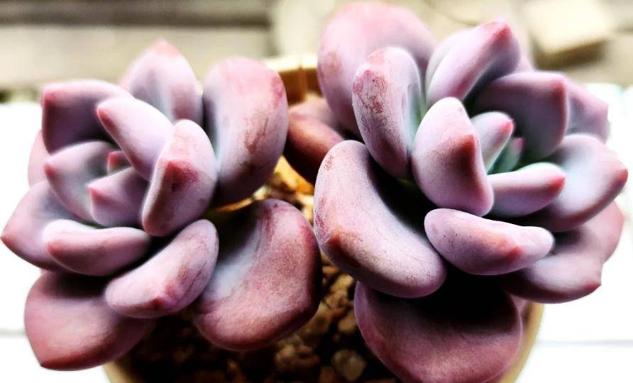 多肉奥胖是控养好还是放养好个人觉得都很不错不如直接养两棵