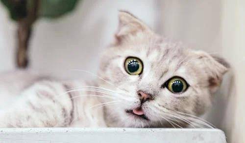 猫咪|萌宠猫咪的图片合集