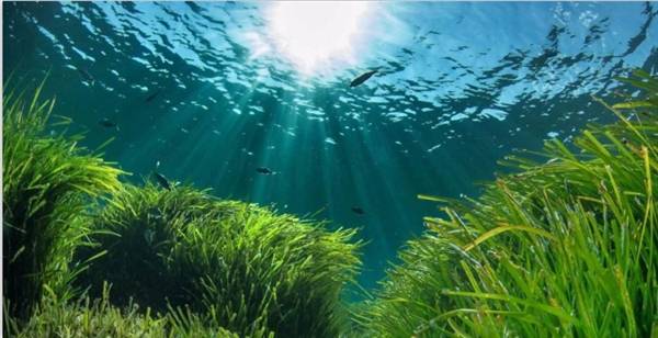 十四五治水目标有河有水有鱼有草人水和谐