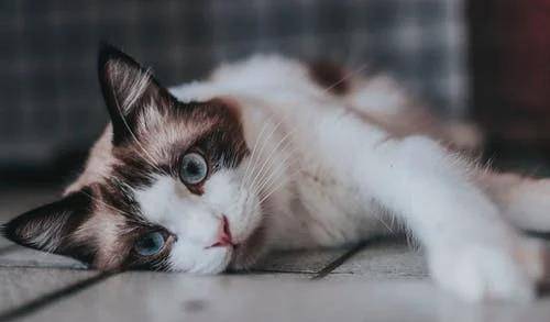 猫咪|萌宠猫咪的图片合集