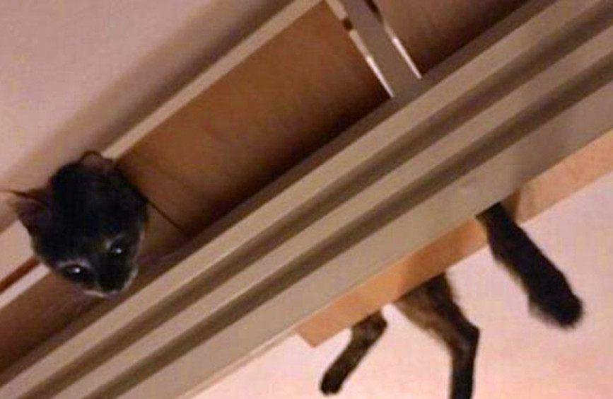猫咪|猫咪的奇怪“睡姿”，笑点十足，第一个最奇葩，最后一个很萌！