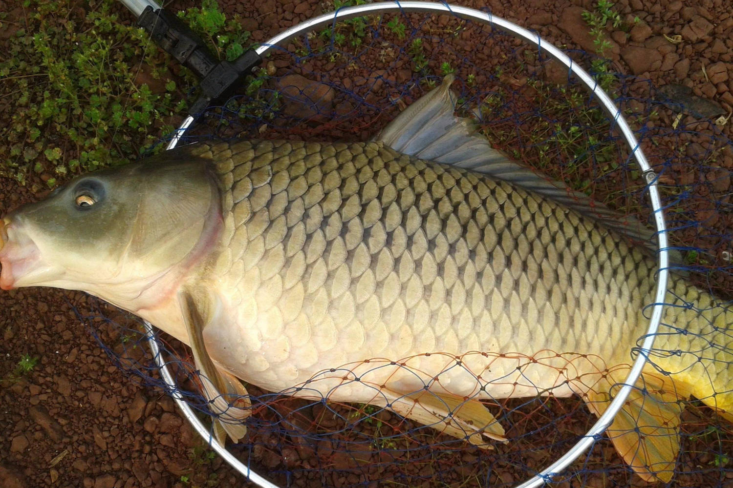 原創夏天釣野生大鯉魚用哪種魚餌夏天野釣大鯉魚很有效的四種物質