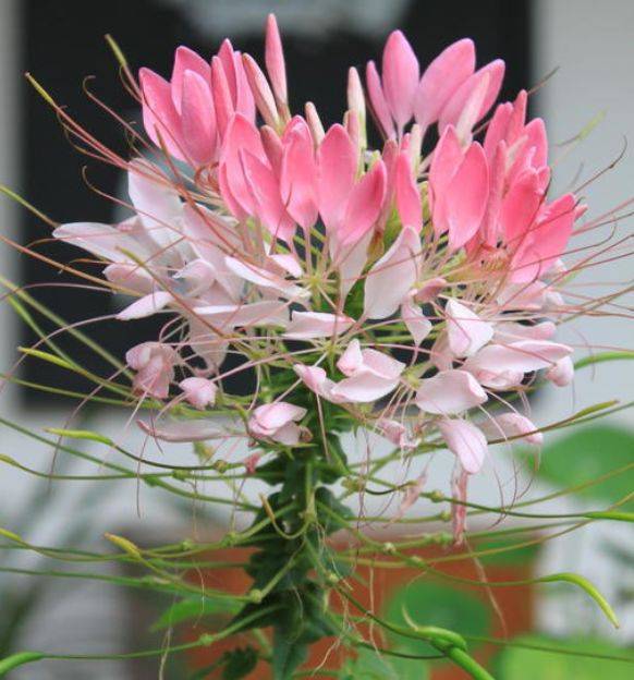 农历6月9日开始 养花养个耐看的 花期达半年 花开芳香四溢 狮子