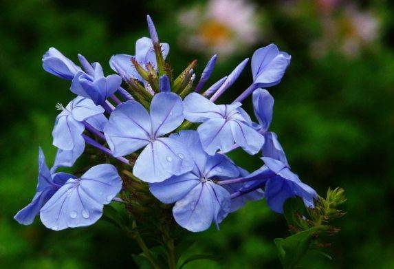 开花最勤的植物 fc3f39aafdfd45d0aa373343ab7cef7a.jpeg