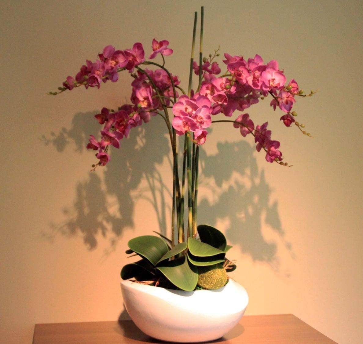 蝴蝶兰夏季管理 32b0bdfd3f0d4fefa0139e932c1fa062.jpeg