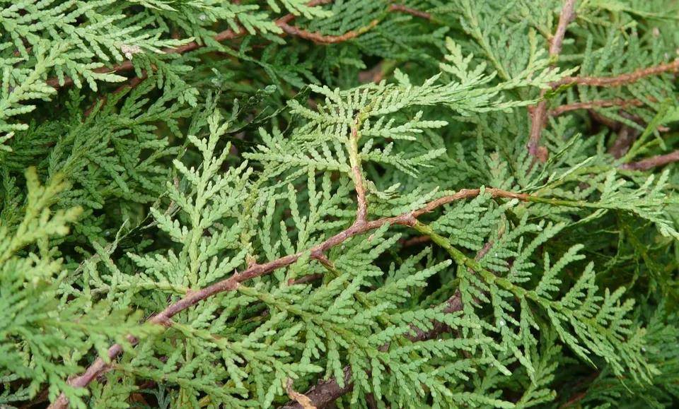 关于侧柏叶你了解多少 头发