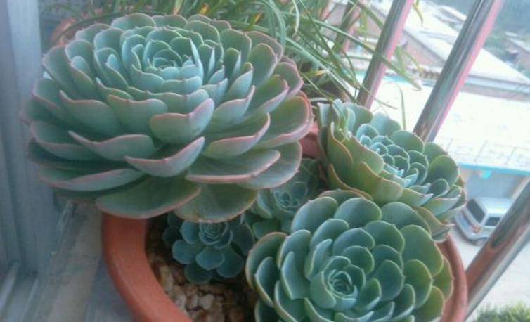 多肉怎么度夏不徒长 542092a6836747b5856e74b41274e94d.jpeg