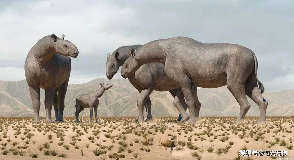 史前巨型无角犀牛,高5米,重20吨,曾两千万年前穿越青藏高原!_临夏