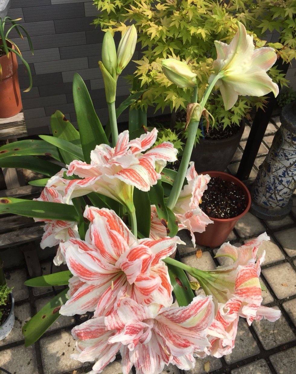 怎么养花草长得更茂盛教程 ac0cbb89e6d846ccadc4b6e656d66a7c.jpeg