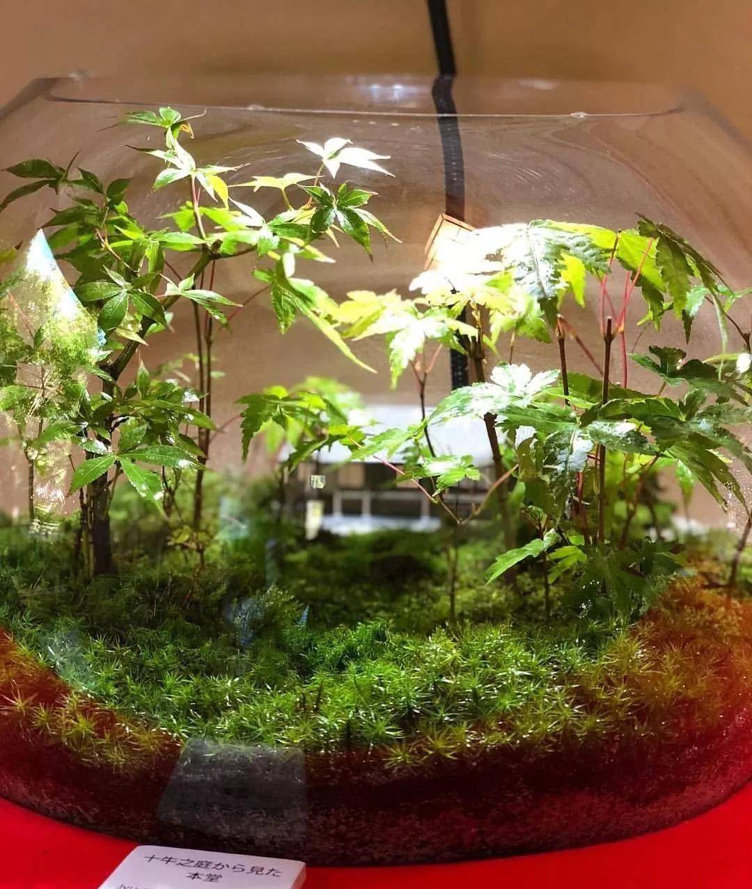 diy微缩世界 丨在方寸间,邂逅童话里的小人国!_景观