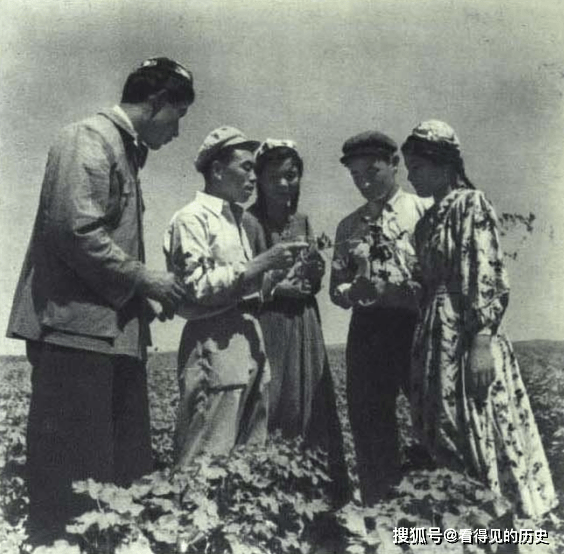 原创老照片1956年新疆玛纳斯棉花大丰收