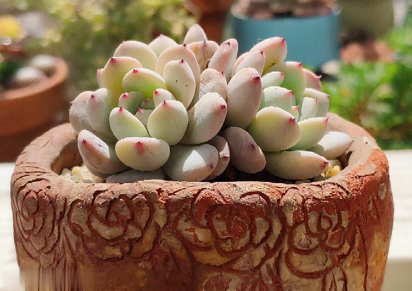 多肉怎么过冬不怕事 c3d1dc22fc77441a890149c6be124ba5.jpeg