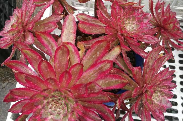 多肉美杜莎和红覆轮锦法师形态上有很大区别,但后者相对好养一些