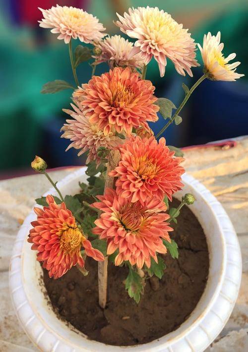 怎么种大丽花 ef90b0960d46459089c0ba0a43268441.jpeg