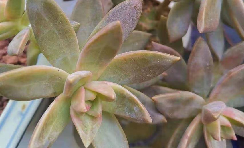 多肉怎么种出新品种 122cc0cdb7214d54bd533372785e679a.jpeg