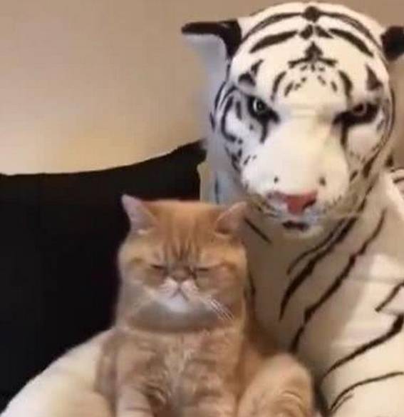 玩具|主人给加菲猫买了个玩偶，它再也不嘚瑟了，一脸生无可恋的表情！