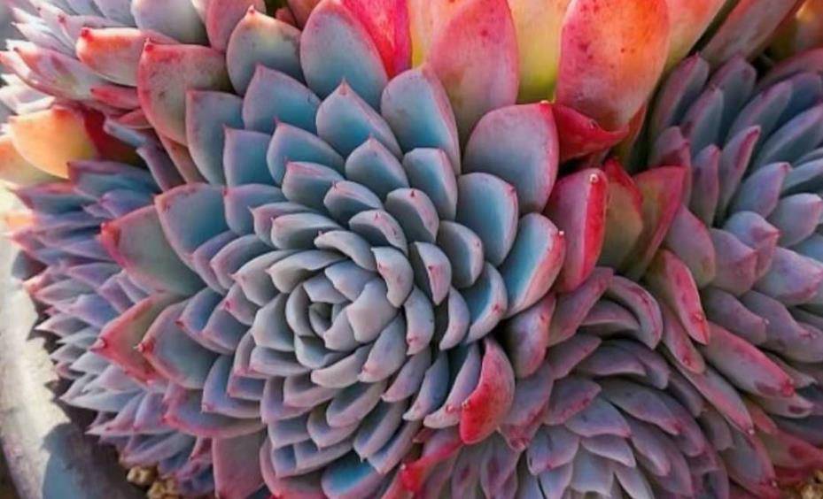 姬莲杂和月影杂有什么区别它们的区别很大但都是高颜值的多肉