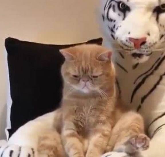 玩具|主人给加菲猫买了个玩偶，它再也不嘚瑟了，一脸生无可恋的表情！
