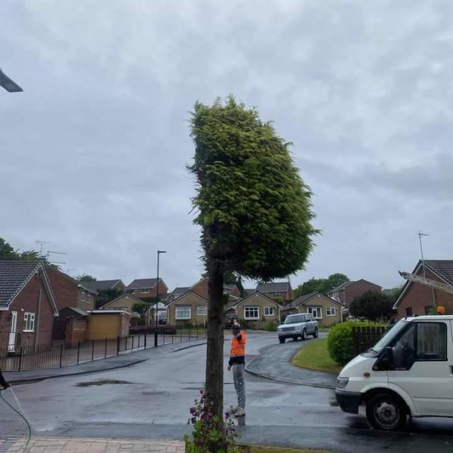 只剩半边枝叶!英国这棵树引发民众朝圣热潮