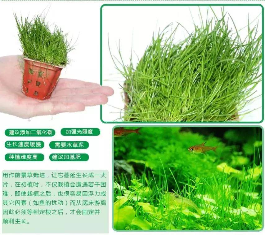 本色水景 高清美图带你认识前景草 水族造景培训技术开店加盟 水草 本色水景 高清美图带你认识前景草 水族造景培训技术开店加盟 水草