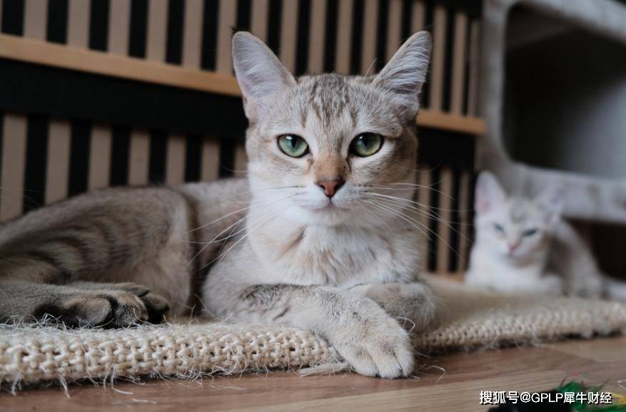 食用波奇宠物的猫粮导致去世：猫死亡引发质量信