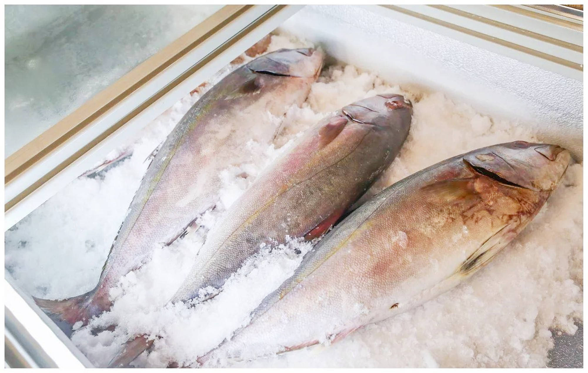 鲫鱼肉质细嫩,肉味甜美,营养价值很高,每百克肉含蛋白质13克,脂肪11克