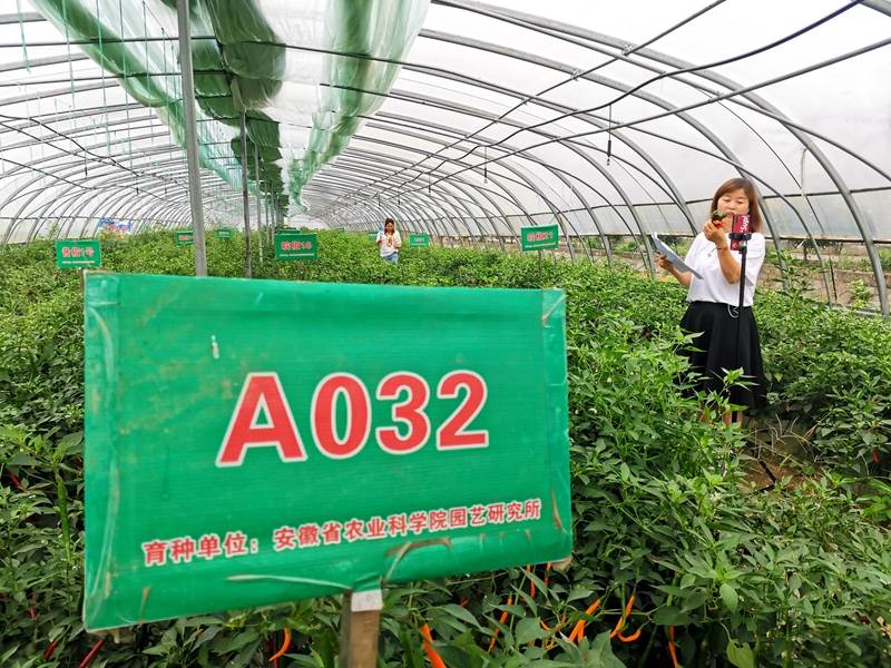 他们邀请了 "王小五助农团"的 7 位网红,在阜南县会龙镇辣椒大棚里