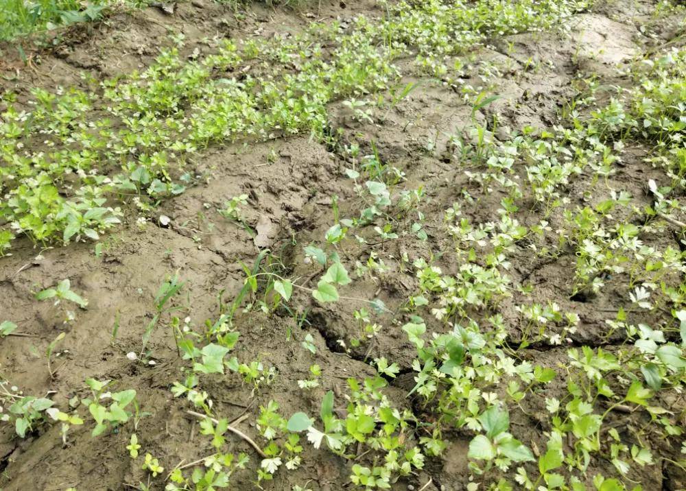 高产秘诀大放送秋茬芹菜要高产必须提前做好准备