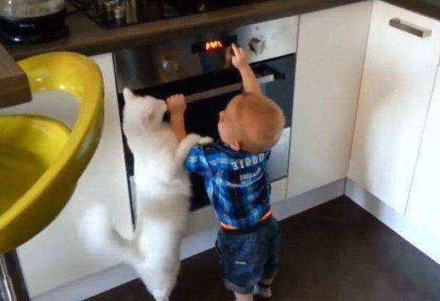 猫咪|熊孩子用手触摸电器，猫咪上前想尽办法阻止，举动好暖心！