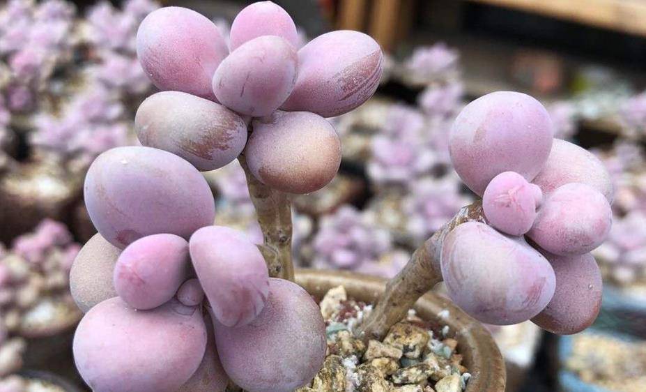 给桃蛋老桩多肉配盆是技术活,配好了锦上添花,配不好则影响颜值