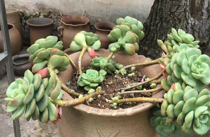 非常喜欢徒长的多肉植物妮可莎娜,养徒以后有三条路可供大家选择