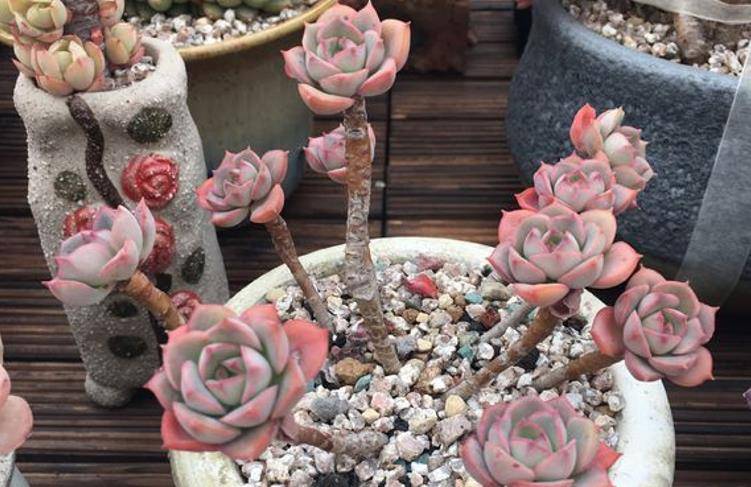 非常喜欢徒长的多肉植物妮可莎娜,养徒以后有三条路可供大家选择