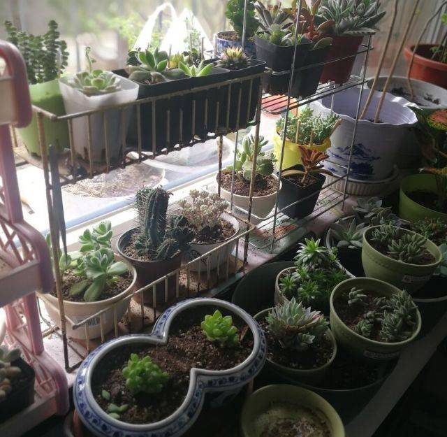 盆栽花卉什么时候换盆最好 ef8099604945497ea00fe9f75170e20a.jpeg