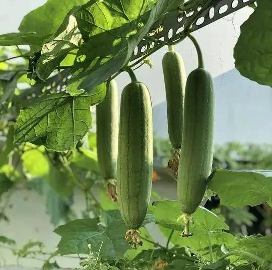 葫芦当葫芦与其他植物发生杂交,种植条件不佳,运输或储存不当,不新鲜