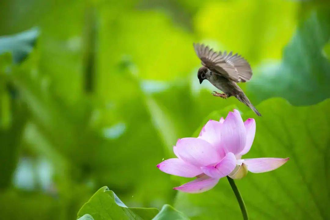 你好 七月丨愿所有美好 都如夏花般绚烂 摄影