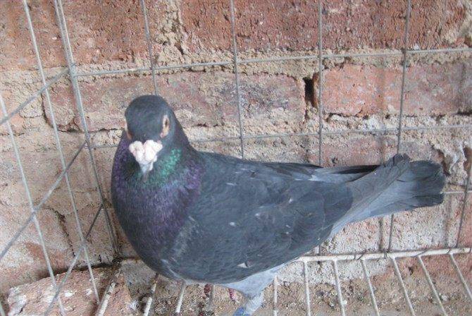 信鸽品种有几种 0bde995d16f44d58a747786d168a0939.jpeg