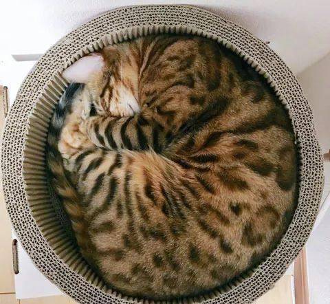 盒子里的猫咪攻略 1cc5a6511d024e66bf9412ab628fff83.jpeg