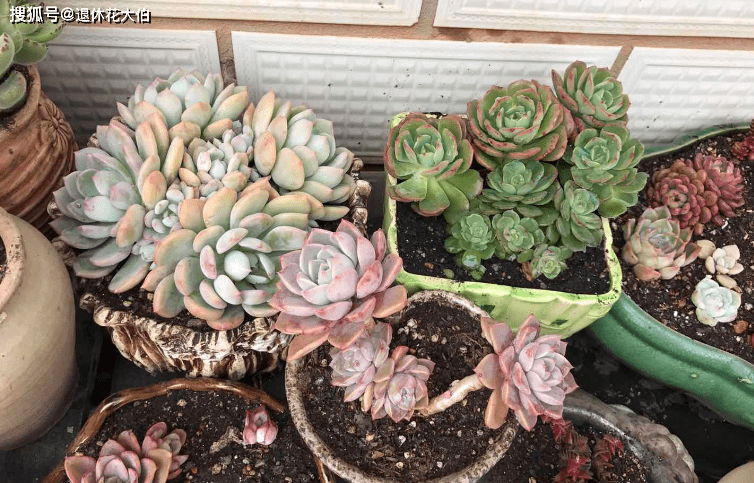 盆栽花卉苗购买指南 20a38f61e2024d8f9c1130ba7bfe84de.png