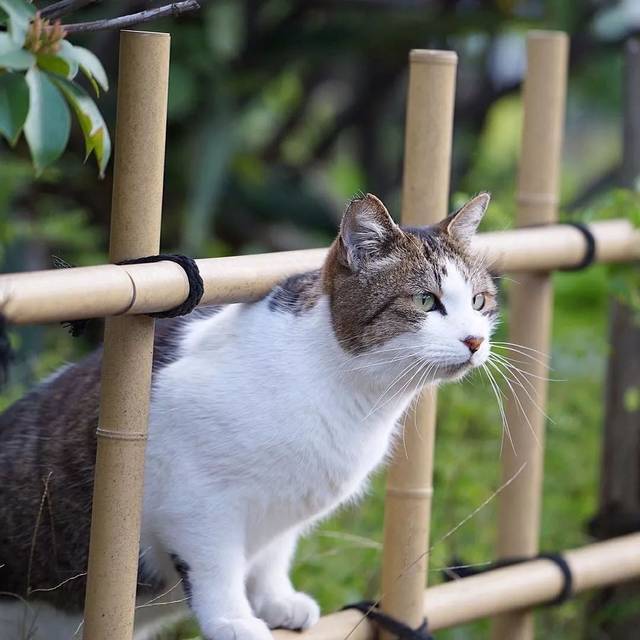 猫去世前会离家出走吗 35291c3ba9c34723baafe6885d7ca764.jpeg