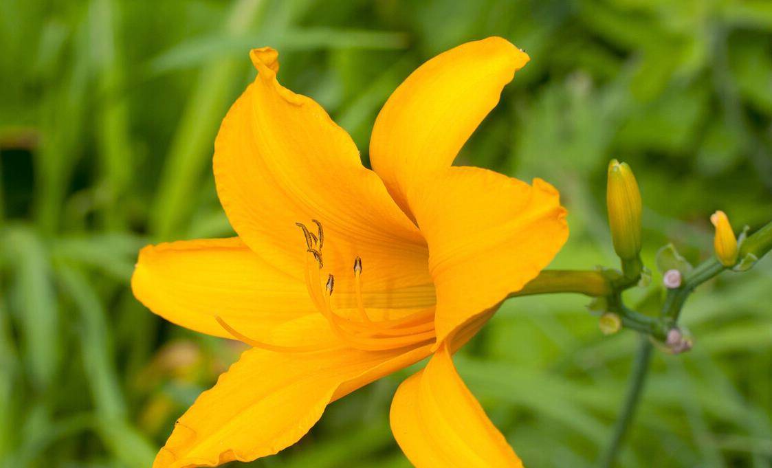 3种花长得不起眼养了才知道好省心又耐看