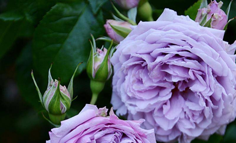 值得入手的七款蓝色月季仙气十足总有一款是你喜欢的