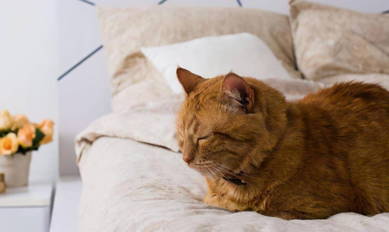 怎么样才可以让猫猫睡觉 eaaeca97b98e47239005b148fc552593.jpeg