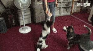 因为|帅气哈士奇“相亲”却屡屡失败, 主人说大概这是一只“哈士基”