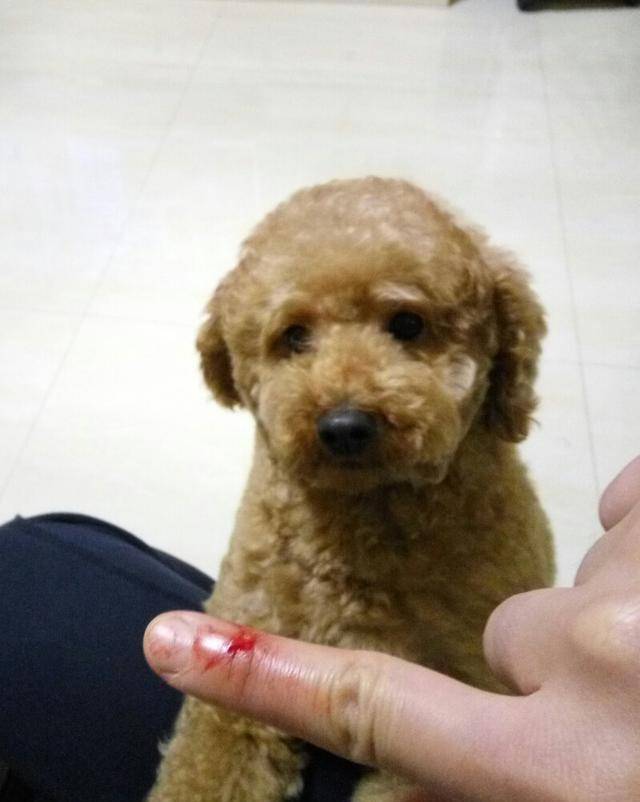 怎么挑选泰迪最聪明 8ca550318fb14e9abd355454b55079db.jpeg