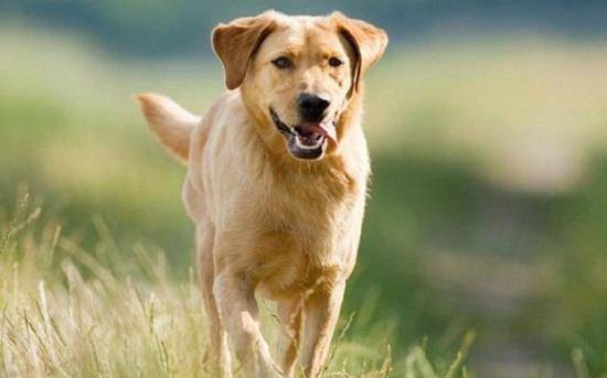 5大最容易丢的狗狗盘点 金毛 哈士奇等三大无攻击性犬类上榜 极端