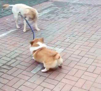 对象|不能轻易小瞧的柯基！