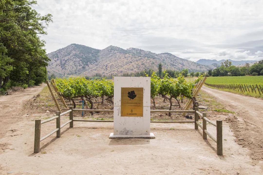72830interwine智利名庄carmen卡乐门以爱之名第一酒庄