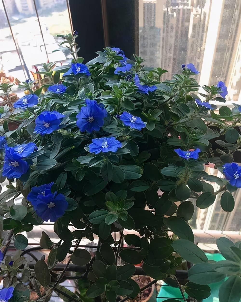 打造阳台花园,养棵"蓝精灵",清新可爱凉意满满,多季节有花赏