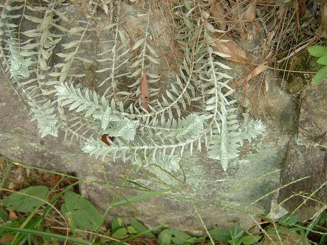 很多地方能见到的"鹿茸草",样子普通价值高,下次遇到要珍惜_鹿角