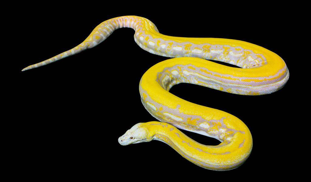 中国最早饲养的缅甸蛇 从不食人间烟火到人人都想拥有的 宠物 蟒蛇